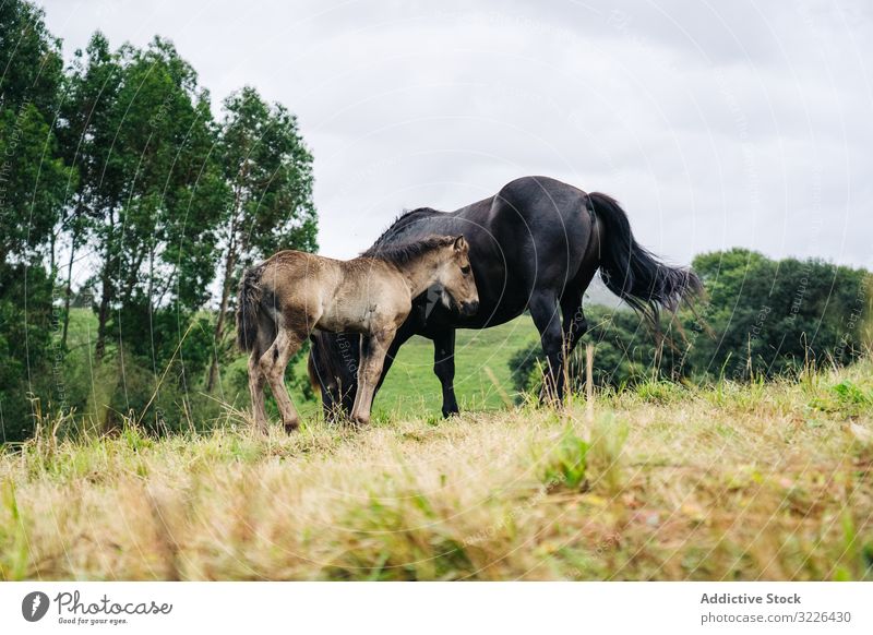 Rappe mit Fohlen auf dem Rasen grasend Pferd Weidenutzung Natur Tier Feld Bauernhof Gras Sommer braun Baby Hengst ländlich pferdeähnlich Reiterin Menschengruppe