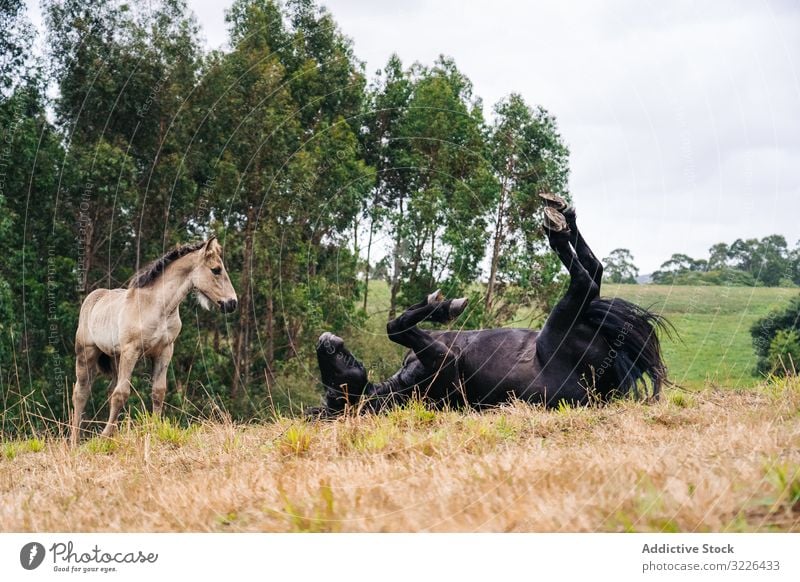 Rappe mit Fohlen auf dem Rasen grasend Pferd Weidenutzung Natur Tier Feld Bauernhof Gras Sommer braun Baby Hengst ländlich pferdeähnlich Reiterin Menschengruppe