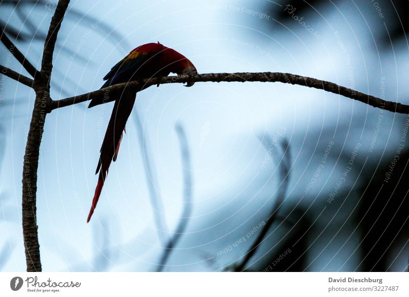 Astschere Ferien & Urlaub & Reisen Abenteuer Expedition Natur Wolkenloser Himmel Schönes Wetter Baum Urwald Wildtier Vogel 1 Tier Idylle Umweltschutz Brasilien