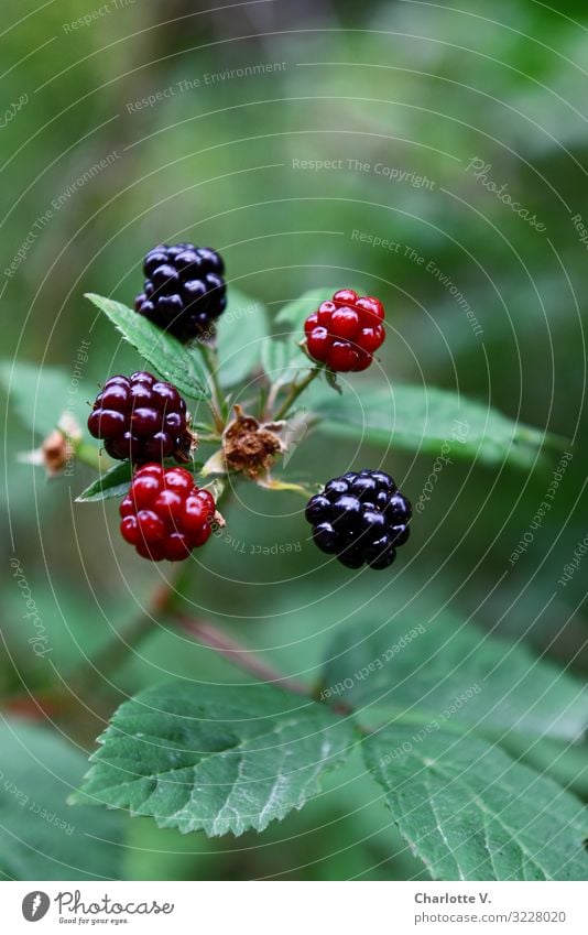 Brombeeren Umwelt Natur Pflanze Sommer Sträucher Nutzpflanze Wildpflanze Frucht Fruchtstand Beeren Beerenfruchtstand fruchtig Wald leuchten Wachstum einfach