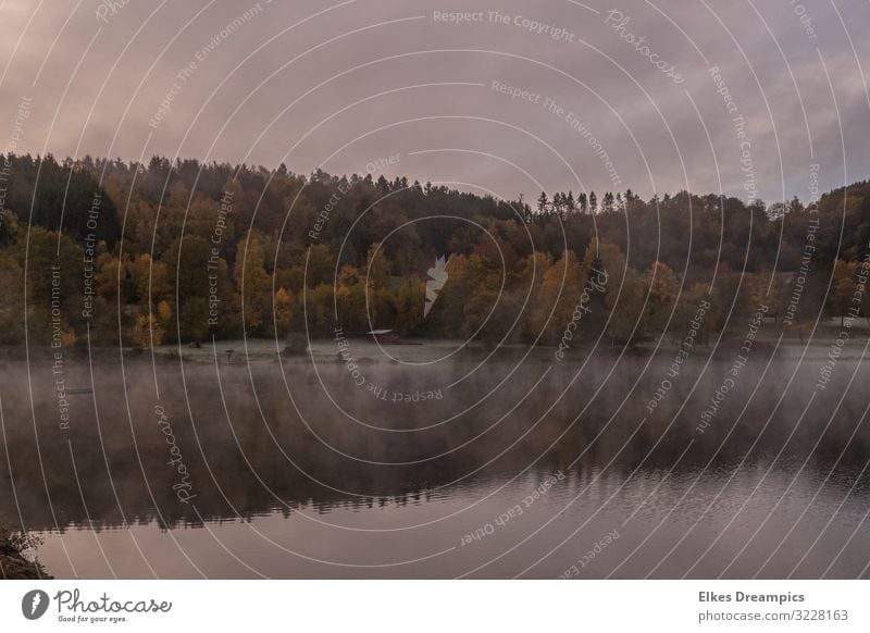 Morgennebel am Eiserbachsee Natur Landschaft Wasser Herbst Nebel kalt natürlich Farbfoto Gedeckte Farben Außenaufnahme Starke Tiefenschärfe