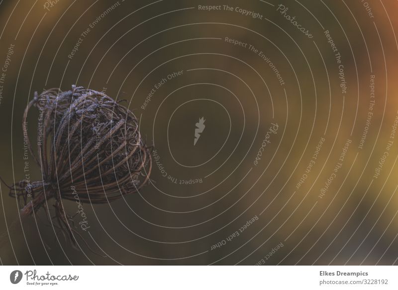 Wilde Möhre Natur Pflanze Herbst Wildpflanze alt schön wild Farbfoto Gedeckte Farben Außenaufnahme Textfreiraum rechts Morgen Licht
