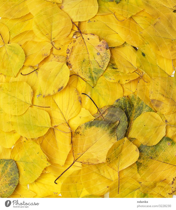 viele vergilbte, trockene Aprikosenblätter, Vollrahmen Garten Umwelt Natur Pflanze Herbst Baum Blatt frisch hell natürlich gelb gold grün Farbe Hintergrund