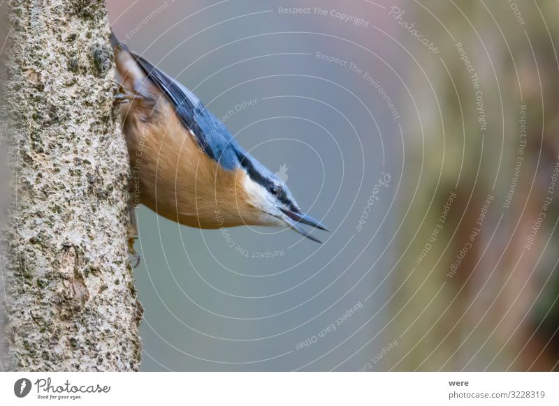 Nuthatch at a bird feeder house Natur Tier Vogel Kleiber 1 klein Geschwindigkeit Birdseed animal birdhouse branches feathers feeding fly food foraging forest