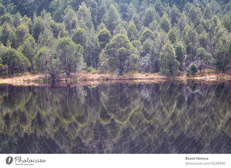 Spiegelei Natur Landschaft Erde Wasser Herbst Wetter Baum Wald Schönwald Schwarzwald Sehenswürdigkeit Wahrzeichen Wege & Pfade beobachten entdecken Erholung