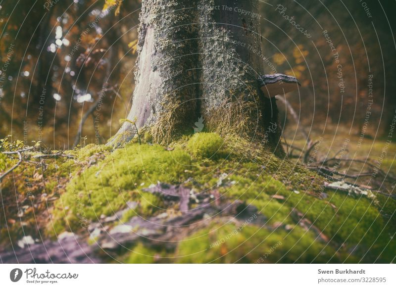 Leg dich nieder Umwelt Natur Landschaft Pflanze Tier Urelemente Erde Herbst Klima Klimawandel Nebel Baum Gras Sträucher Moos Blatt Wald Urwald Wärme weich grün