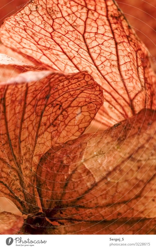 Trockene Hortensie Natur Pflanze Blatt Blüte Hortensienblüte trocken braun orange Strukturen & Formen Farbfoto Gedeckte Farben Innenaufnahme Nahaufnahme