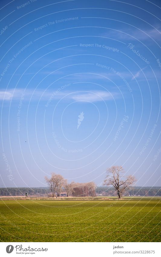 minimalistischer frühling. Landwirtschaft Forstwirtschaft Umwelt Natur Landschaft Pflanze Erde Himmel Horizont Frühling Schönes Wetter Baum Gras Wiese Feld