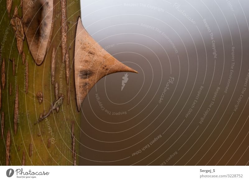 Spitze Umwelt Natur Pflanze Hagebutten Dorn Farbfoto Außenaufnahme Nahaufnahme Makroaufnahme Menschenleer Textfreiraum rechts Textfreiraum oben