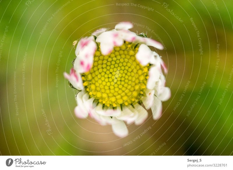 Im Fokus Umwelt Natur Pflanze Frühling Sommer Blume Blüte Nutzpflanze Wiese natürlich rund gelb grün Farbfoto Außenaufnahme Nahaufnahme Makroaufnahme