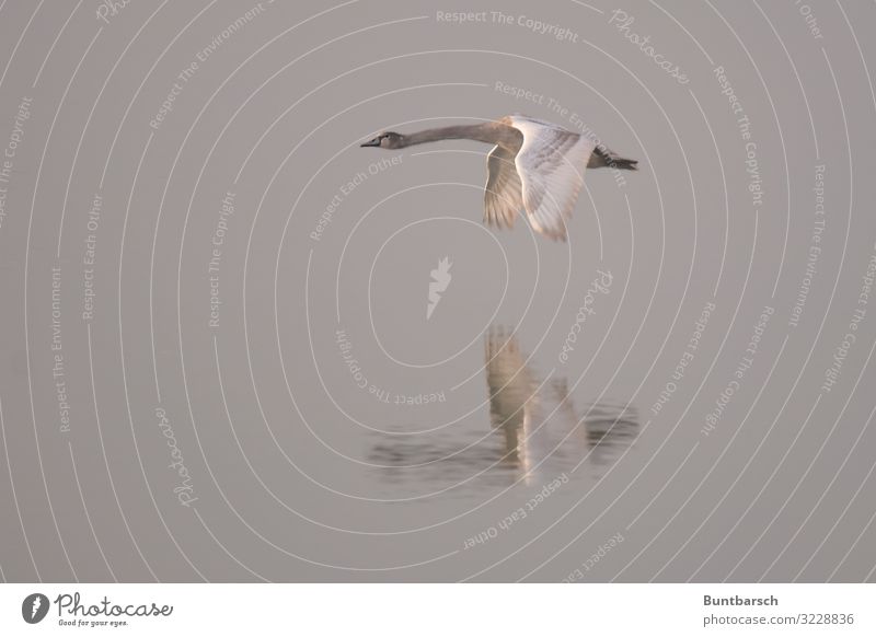 Tiefflug Umwelt Natur Tier Wasser Winter See Wildtier Vogel Schwan Flügel Feder 1 fliegen ästhetisch nass braun grau weiß Stimmung gleiten Schweben