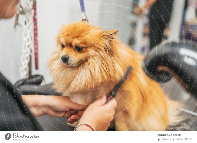 Nutzpflanzenfrau kämmt Hundehaare Hundefrisörin Kamm Tisch Salon Pommersche Spitz Tier Haustier Pflege Haarschnitt Frau gehorsam loyal fluffig Eckzahn