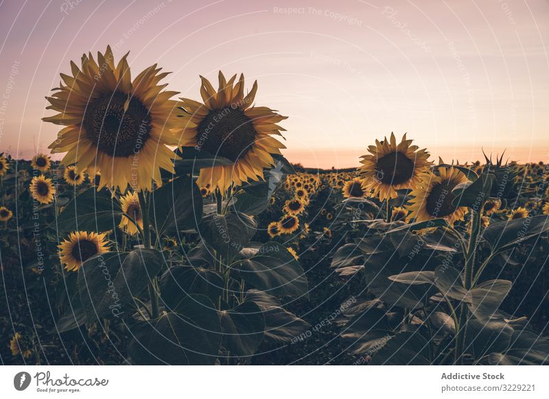 Sonnenblumen auf dem Hintergrund des blauen Himmels Feld Natur Sonnenaufgang Freiheit Land Wiese Morgen Blumen Landschaft malerisch lebhaft gelb Abenteuer Reise