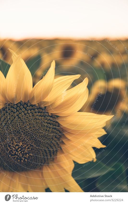 Sonnenblumen auf dem Hintergrund des blauen Himmels Feld Natur Sonnenaufgang Freiheit Land Wiese Morgen Blumen Landschaft malerisch lebhaft gelb Abenteuer Reise