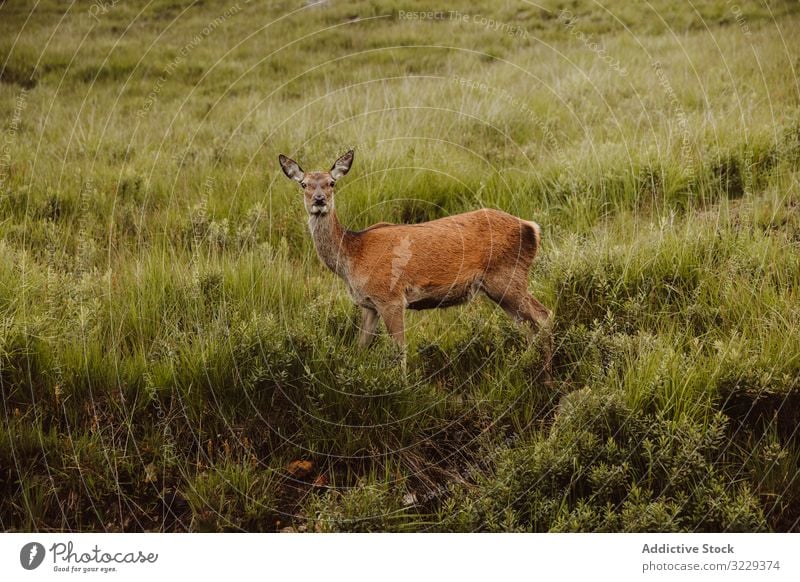 Wilder Hirsch im grünen Gras Hirsche Rogen Tier Natur Feld Fauna Schlucht wild Säugetier Hirschkuh Tierwelt wach niedlich jung brachliegend Fell Hirschkalb