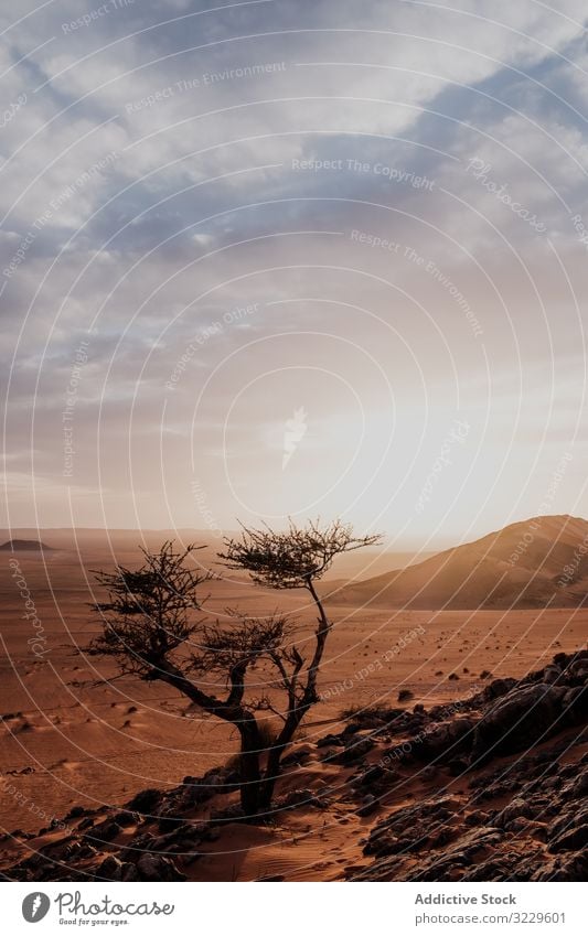 Sonnenuntergangshimmel über Hügeln in der Wüste wüst Sand Himmel wolkig Felsen trocken Marokko Afrika Abend niemand Landschaft Natur Düne Stein Felsbrocken