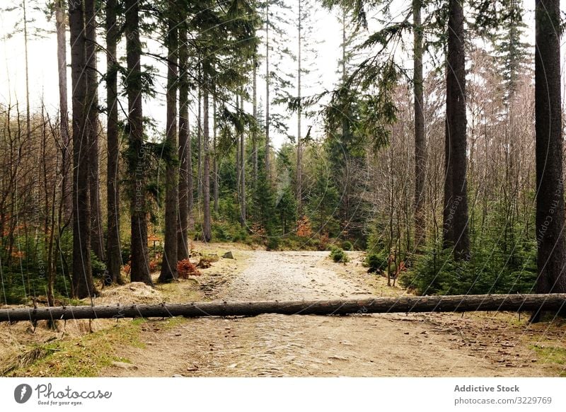 Umgefallener Baum auf dem Boden im Wald Birke Landschaft Natur südländisch Polen Totholz Herbst unverhüllt nackt verdorrt Blätter trocknen Kofferraum Wälder