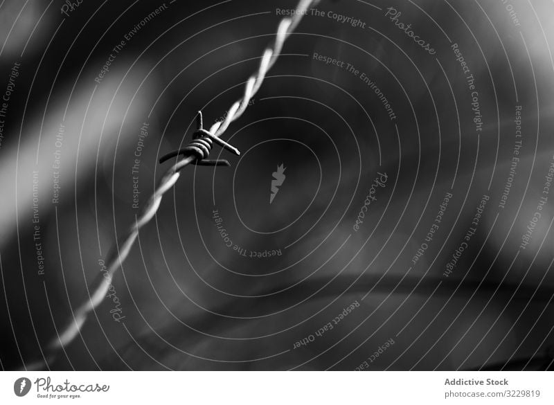 Gespannter Stacheldraht Draht mit Stacheln versehen Metall Stamm gespannt Begrenzung Sicherheit Zaun Verbrechen Gefängnis Schutz Lager Borte Krieg Inhaftierung