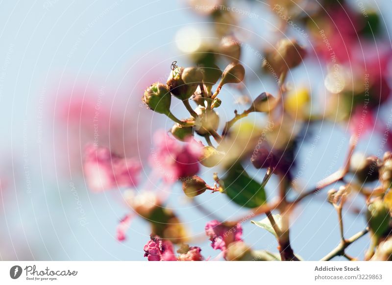 Leuchtend rote Blumen auf grünem Strauch im Garten Buchse Wachstum Natur Pflanze aromatisch Blütezeit Sommer Flora Botanik schön geblümt Blätter Park frisch