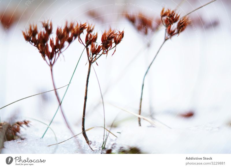 Orangefarbene Blumen auf der Wiese im Winter Pflanze Schnee Feld Windstille gefroren lebhaft dünn orange Landschaft stumm Natur Saison Wachstum kalt Umwelt Eis