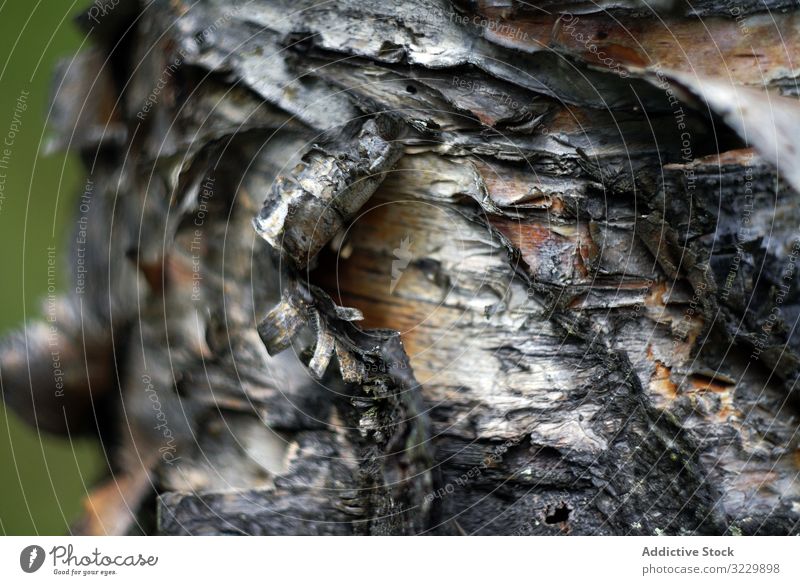 Kork auf Birke im Wald Textur Rinde natürlich Baum Natur rau Träne wild Cork alt Park hoch Landschaft Kofferraum Waldgebiet Forstwirtschaft Pflanze Holz grün