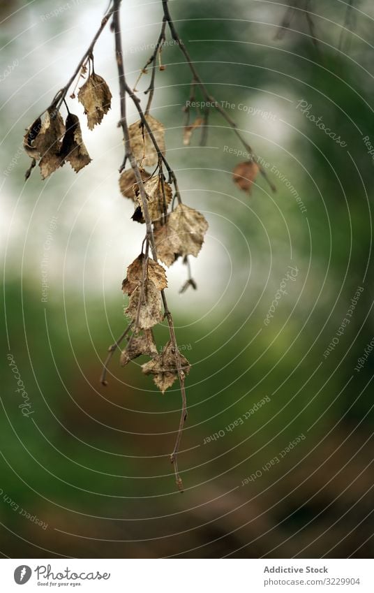 Trockene Blätter am Baumzweig Blatt Herbst Wald trocknen verblassen Tod Windstille Ast Laubwerk dünn verwelkt fallen natürlich Natur Saison Park Landschaft