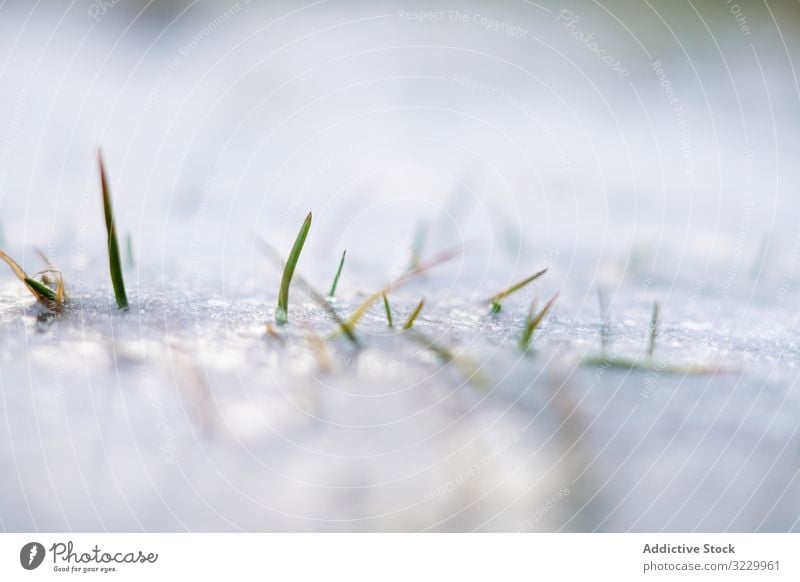 gefrorenes stacheliges grünes Gras, das im Winter in der Schneekruste wächst wachsend Kruste kreisen Land Frühling Natur Norwegen Saison Pflanze weiß Feld Wald