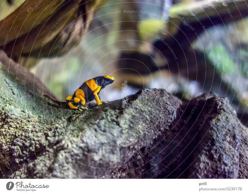 Yellow-banded poison dart frog Natur Tier Urwald Felsen Frosch Stein gelb schwarz gelbgebänderter baumsteiger farbfrosch giftfrosch Baumsteiger Frosch