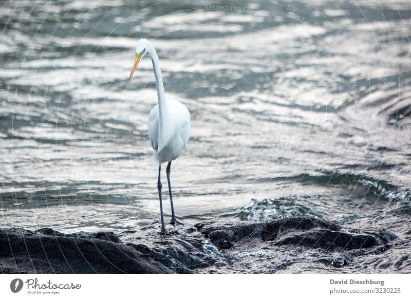 Reiher Ferien & Urlaub & Reisen Abenteuer Natur Landschaft Wasser Bach Fluss Wasserfall Tier Vogel 1 schwarz weiß Jäger Fisch Querformat Ausdauer Feder stehen