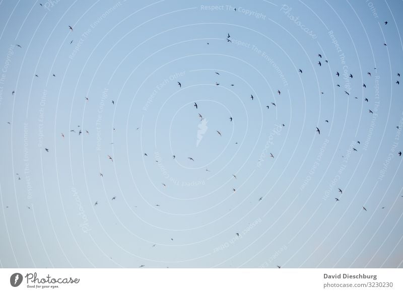 Vogelschwarm Ferien & Urlaub & Reisen Natur Luft Himmel Wolkenloser Himmel Frühling Sommer Schönes Wetter Tier Wildtier Schwarm Abenteuer Leichtigkeit
