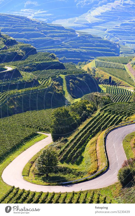 Kaiserstuhl Tourismus Ausflug Ferne wandern Landwirtschaft Forstwirtschaft Natur Landschaft Rose Sehenswürdigkeit Straße Wege & Pfade fantastisch Breisgau