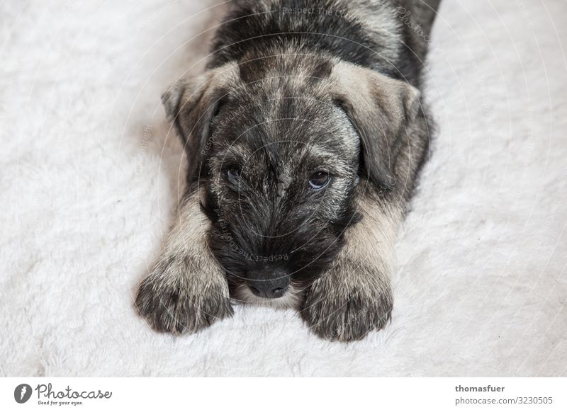 Hundewelpe, junger Hund auf Flockati Teppich Tier Haustier Tiergesicht Pfote 1 Tierjunges liegen warten Freundlichkeit schön kuschlig klein niedlich