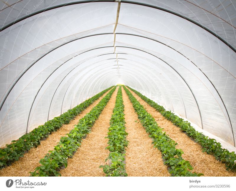 Erdbeertunnel Frucht Erdbeeren Ernährung Arbeitsplatz Landwirtschaft Forstwirtschaft Gärtnerei Frühling Sommer Klimawandel Pflanze Folientunnel Gewächshaus