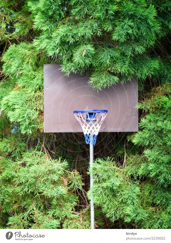 Basketball im Grünen Freizeit & Hobby Spielen Sport Basketballkorb Sommer Baum authentisch natürlich positiv sportlich blau grau grün weiß Vorfreude Fitness