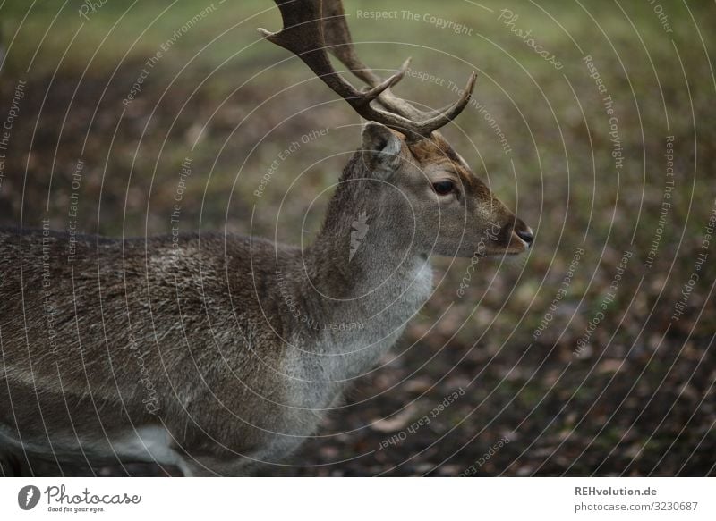 Rehbock im Herbst dammwild Wildtier Tier Außenaufnahme Natur Farbfoto Umwelt Menschenleer natürlich Tierporträt Schwache Tiefenschärfe Tiergesicht Hirsch Profil