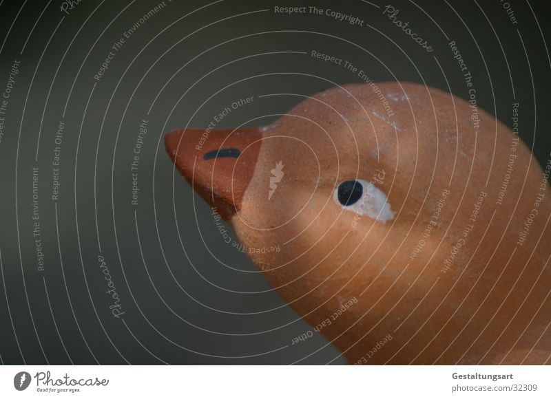 Schau mal! Haushuhn Schnabel braun Kücken Auge Blick ocker.