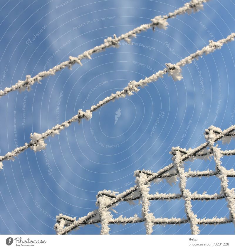 Raureif am Stacheldraht und am Maschendrahtzaun vor blauem Himmel Umwelt Natur Winter Schönes Wetter Eis Frost Metall festhalten frieren authentisch