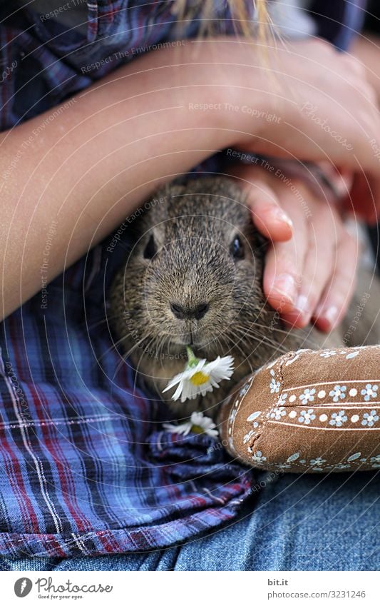 Gänseblümchen für Mausi. Spielen Mensch Kind Haut Arme Hand Finger Tier Haustier Streichelzoo berühren Essen Fressen füttern genießen Blick kuschlig Freude