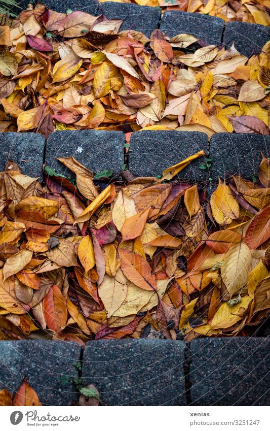 Steintreppe mit Herbstblätter Treppe Gartentreppe Natur Klima Blatt Herbstlaub Zierkirschenblätter Park gelb grau Vergänglichkeit Jahreszeiten abwärts Farbfoto