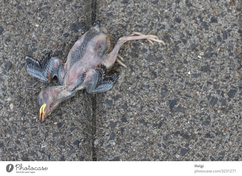 toter Jungvogel liegt auf dem Fußweg Umwelt Natur Tier Sommer Vogel Tierjunges Stein liegen authentisch einzigartig natürlich blau gelb grau Gefühle Traurigkeit