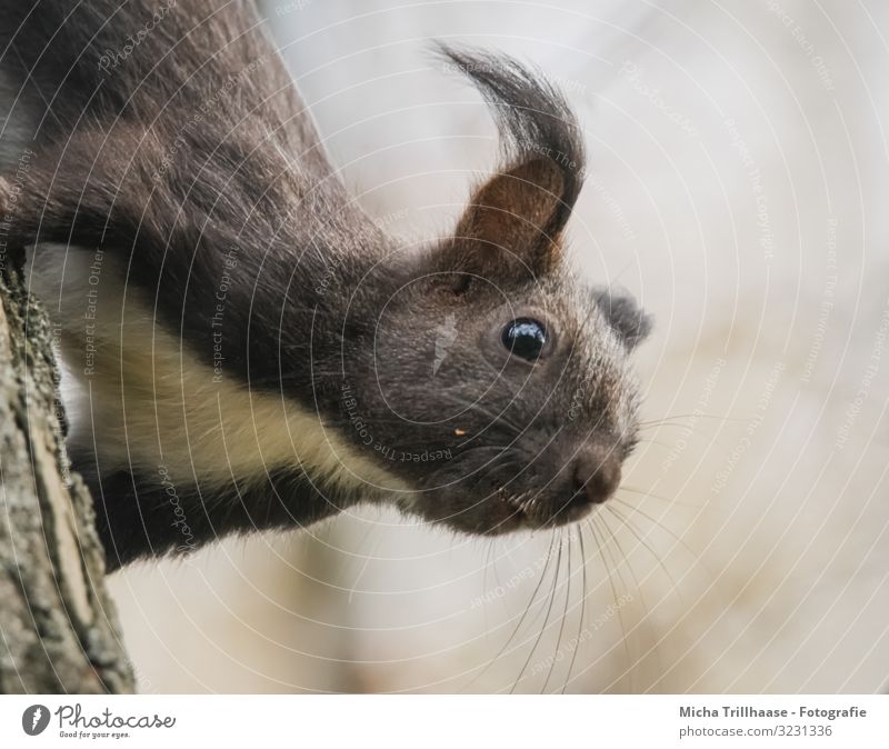 Eichhörnchen kopfüber am Baumstamm Natur Tier Sonnenlicht Schönes Wetter Wildtier Tiergesicht Fell Kopf Ohr Auge Nase Maul 1 beobachten hängen Blick nah