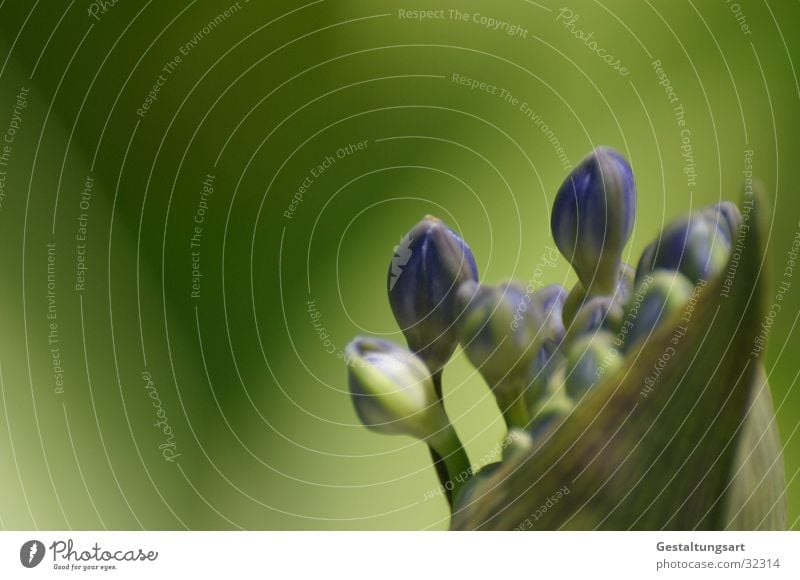 Schmucklilie 2 Lilie blau-grün nah Blume Blüte schön Pflanze geschlossen Sommer Agapanthus praecox Makroaufnahme