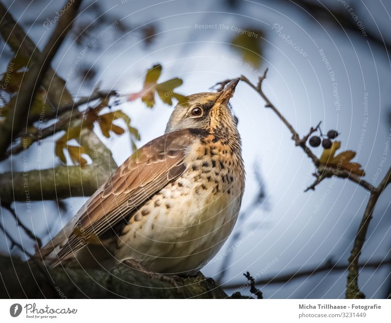 Drossel im Baum Natur Tier Himmel Sonnenlicht Schönes Wetter Pflanze Zweige u. Äste Wildtier Vogel Tiergesicht Flügel Krallen Wacholderdrossel Kopf Schnabel