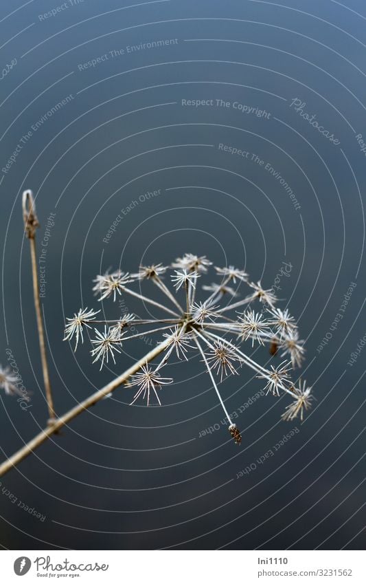 Naturdekoraktion Pflanze Winter Blume Wildpflanze Wilde Möhre Garten Park Wiese Flussufer blau grau weiß Samen Dekoration & Verzierung Seeufer Gewässer