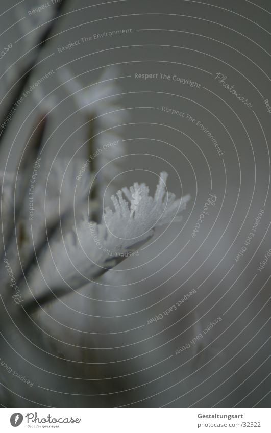 Eisblume IV Winter Nadelbaum Eisblumen weiß Schnee Kristallstrukturen Ast Tannennadel