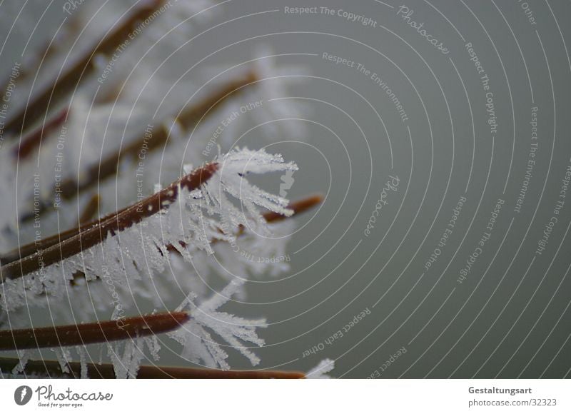 Eisblume III Winter Nadelbaum Eisblumen weiß Schnee Kristallstrukturen Ast Tannennadel