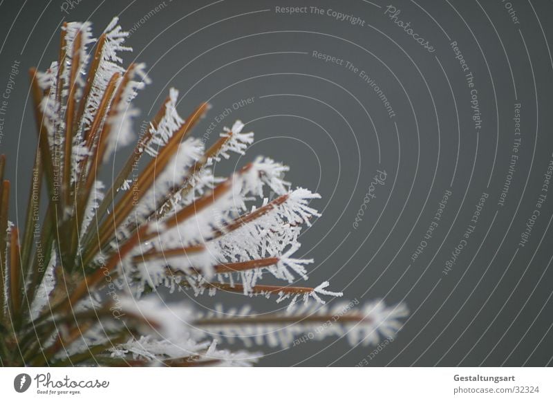 Eisblume II Winter Nadelbaum Eisblumen weiß Schnee Kristallstrukturen Ast Tannennadel