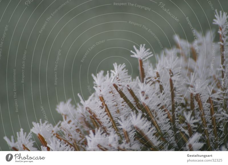 Eisblume I Winter Nadelbaum Eisblumen weiß Schnee Kristallstrukturen Ast Tannennadel