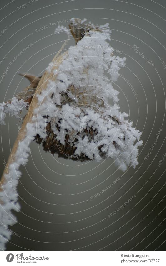 Das Ende der Sonnenblume. Winter weiß Schnee Eis Kristallstrukturen