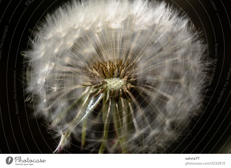 Pusteblume Umwelt Natur Pflanze Frühling Sommer Blume Blüte Wildpflanze Löwenzahn Samen Garten Wiese weich Leichtigkeit Wandel & Veränderung Wege & Pfade